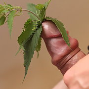 Stinging nettle Cock and urethra Fun playing with something unusual